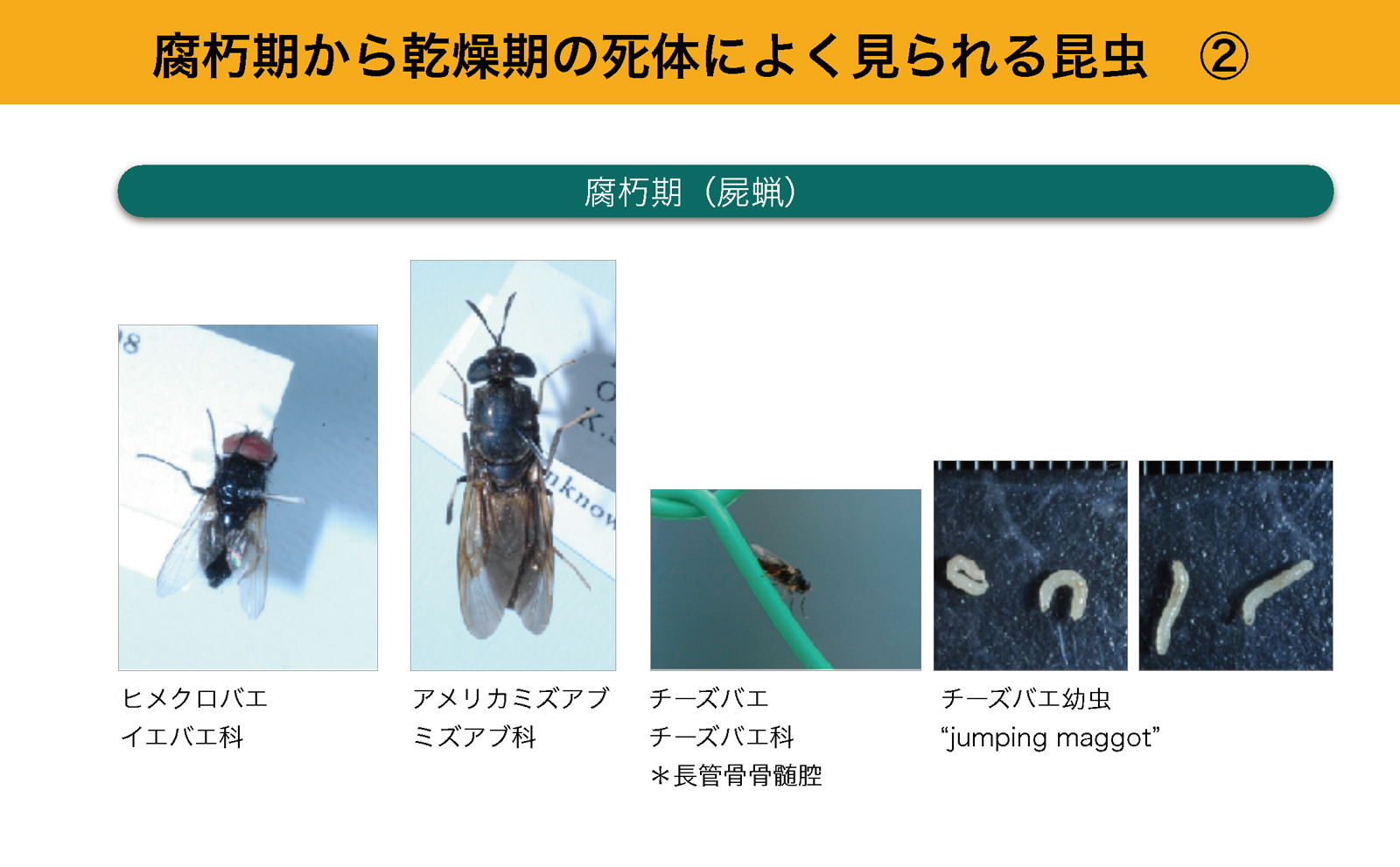 警察【警察】死体観察の予備知識 - 趣味/スポーツ/実用 警察【警察】死体観察の予備知識 - 趣味/スポーツ/実用
