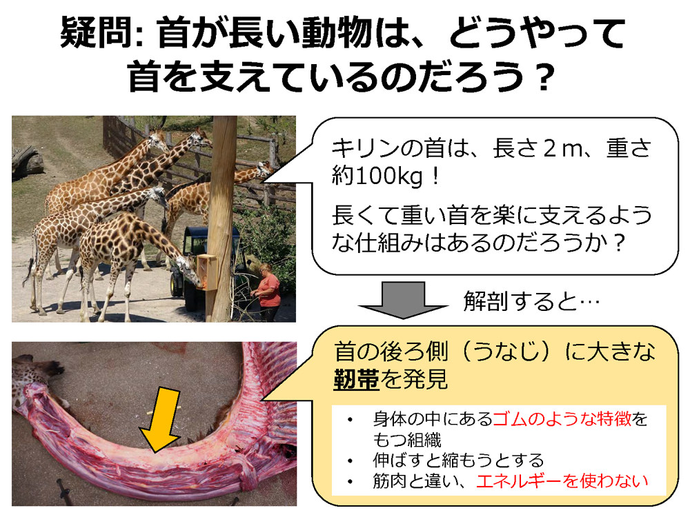 第14回 中高校生が第一線の研究者を訪問 これから研究の話をしよう 中高生と いのちの不思議 を考える 生命科学dokidoki研究室