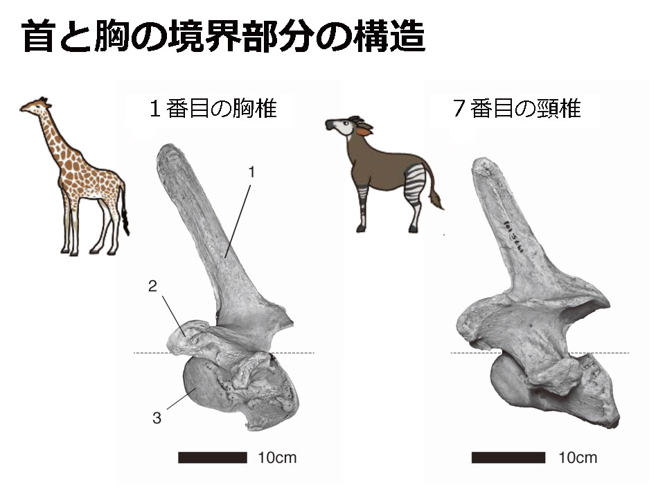 第14回 中高校生が第一線の研究者を訪問 これから研究の話をしよう 中高生と いのちの不思議 を考える 生命科学dokidoki研究室