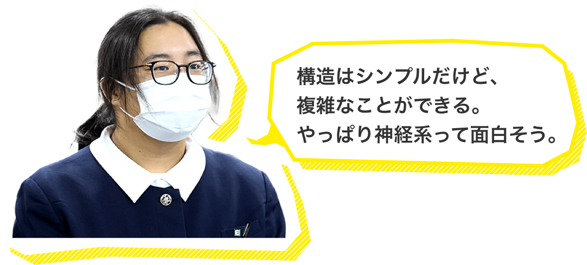 構造はシンプルだけど、複雑なことができる。やっぱり神経系って面白そう。