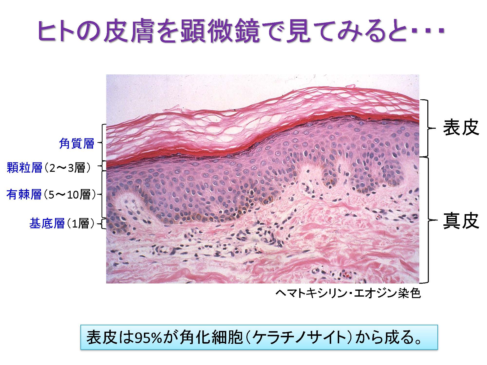 ヒトの皮膚を顕微鏡で見てみると…