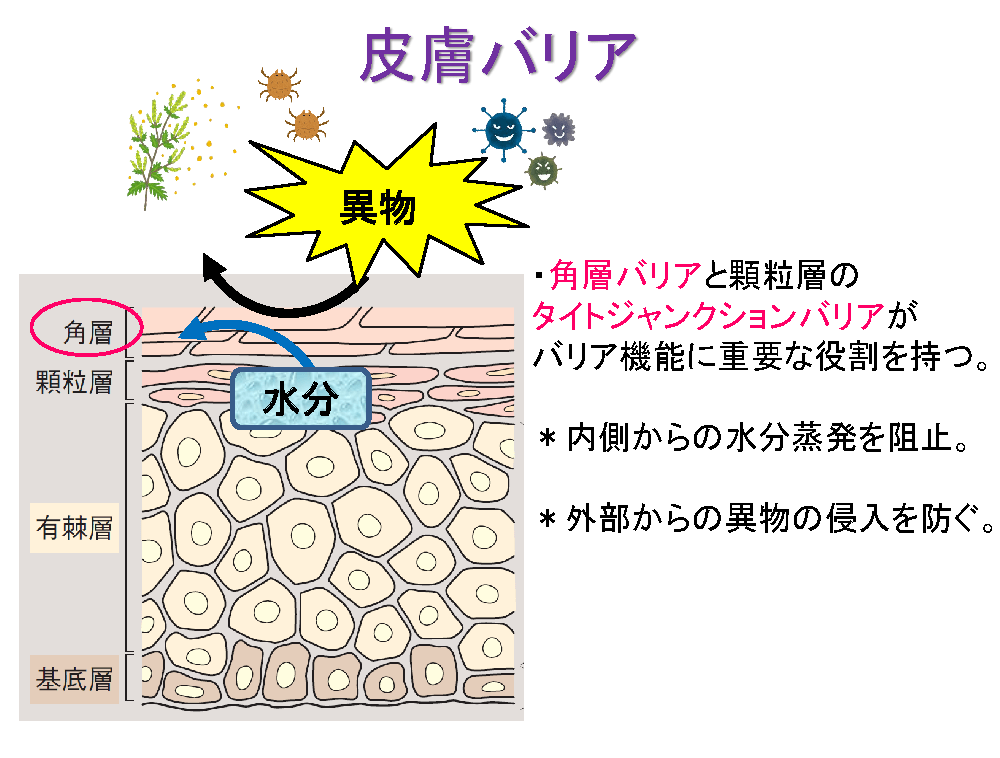 皮膚バリア