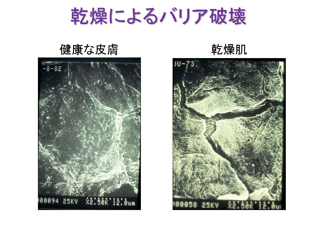 乾燥によるバリア破壊