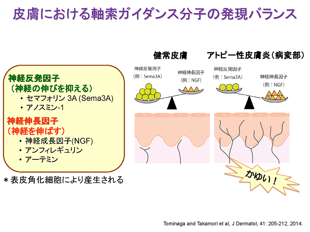 皮膚における軸索ガイダンス分子のバランス