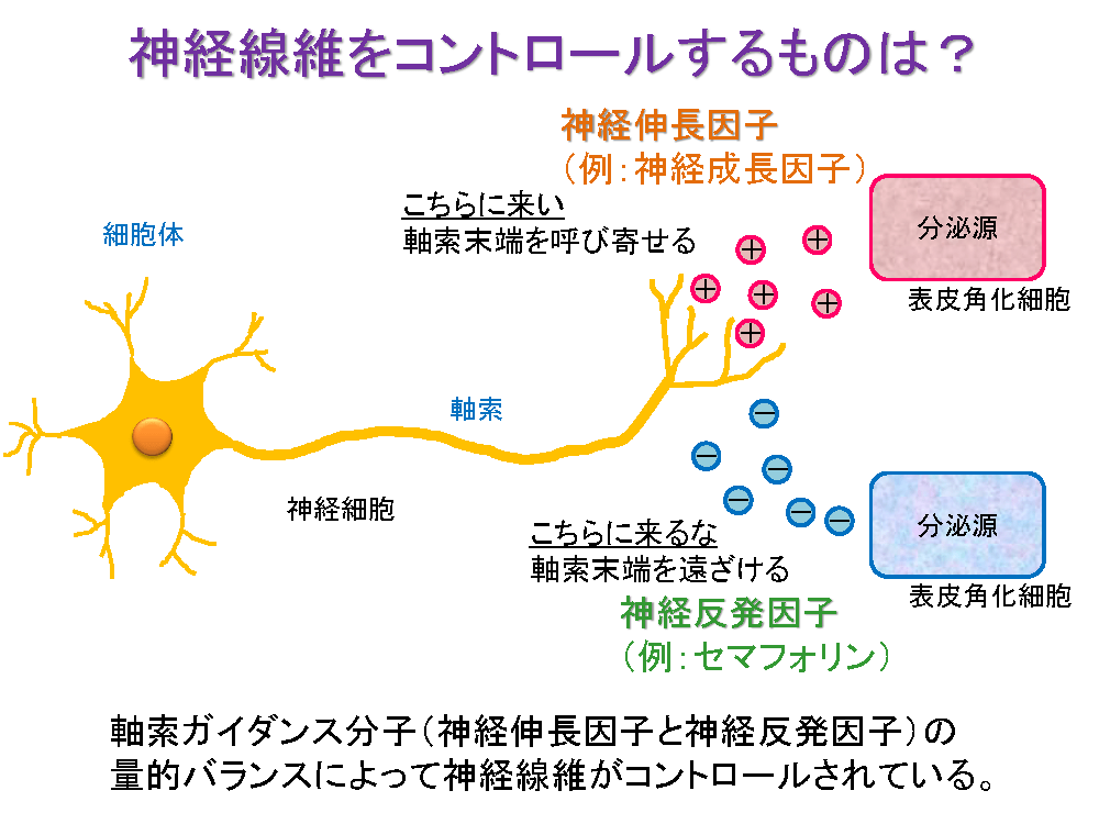 神経遷移をコントロールするものは?