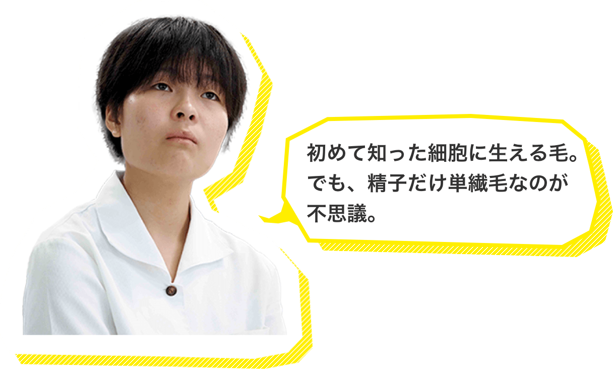 初めて知った細胞に生える毛。でも、精子だけ単繊毛なのが不思議。