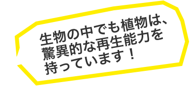生物の中でも植物は、驚異的な再生能力を持っています!