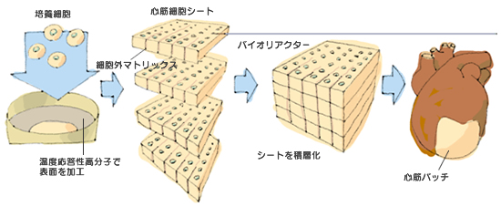 細胞シートの研究