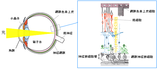 眼球の構造