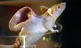 バカンティ教授は、耳の形をした骨組みに細胞を付着させ、それをマウスの背中にとり付けたことで有名だ。