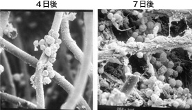 骨組みに付着させた細胞が次第に塊になっていく。