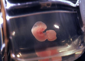 培養しているマウスの胎児