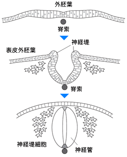 神経管の形成