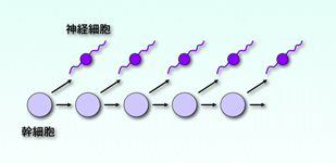 神経幹細胞の分裂と分化