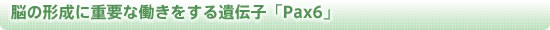 脳の形成に重要な働きをする遺伝子「Pax6」