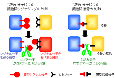 はさみ分子の仲間ADAMファミリーの役割