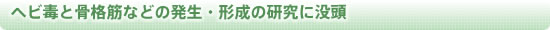 ヘビ毒と骨格筋などの発生・形成の研究に没頭