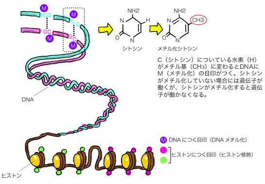 エピジェネティック制御