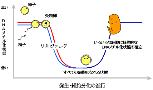 受精後、まず、DNAの脱メチル化が生じて、どのような細胞にでもなれる状態になる。次に、発生が進むにつれて、いろいろな細胞に適したDNAメチル化状態が確立される。