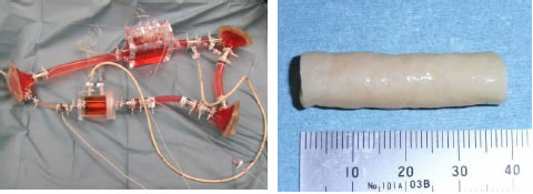 体内の拍動刺激と化学的刺激を模倣する培養装置を開発。徐々に拍動刺激を大きくしていき、細胞と体内分解吸収性高分子から血管を創ることに成功。右：体内の血液循環を模倣した拍動圧力・流量・拍動数と酸素・二酸化炭素・pHを自由に制御可能な培養装置を開発：血液の代わりに培養液を循環。左：独自の培養装置で創った血管。動脈血管と同様に層状で同等の強度を有する。
