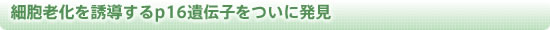 細胞老化を誘導するp16遺伝子をついに発見