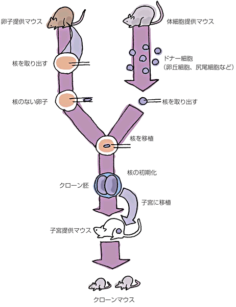 図：クローンマウスのつくり方