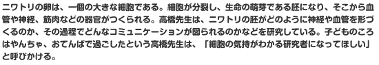 ニワトリの卵は、一個の大きな細胞である。細胞が分裂し、生命の萌芽である胚になり、そこから血管や神経、筋肉などの器官がつくられる。高橋先生は、ニワトリの胚がどのように神経や血管を形づくるのか、その過程でどんなコミュニケーションが図られるのかなどを研究している。子どものころはやんちゃ、おてんばで過ごしたという高橋先生は、「細胞の気持がわかる研究者になってほしい」と呼びかける。