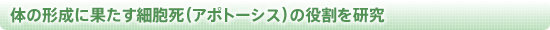 体の形成に果たす細胞死（アポトーシス）の役割を研究