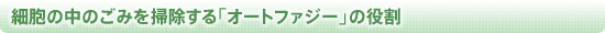 細胞の中のごみを掃除する「オートファジー」の役割