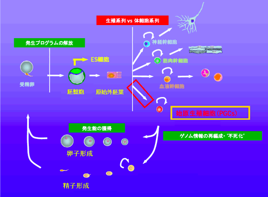 図