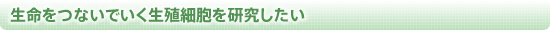 生命をつないでいく生殖細胞を研究したい