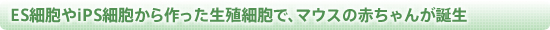 ES細胞やiPS細胞から作った生殖細胞で、マウスの赤ちゃんが誕生