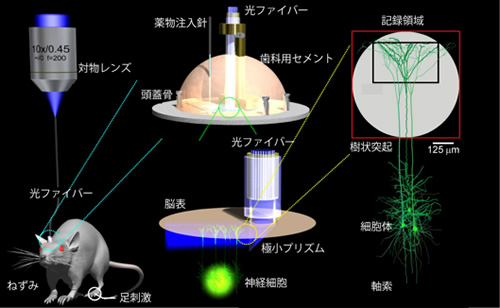 光ファイバー顕微鏡