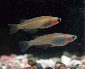 ヒメダカ成魚のペア(雌雄)