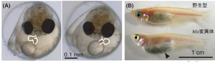 (A) 受精後3日目の胚。白線は心臓。変異体（右）は左側へループしている(B) メダカ成体（3カ月）。変異体の腹部が腎臓肥大を発症して膨らみ背骨が湾曲している