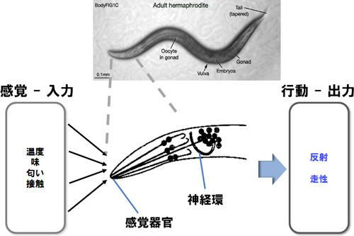 線虫の感覚器官と神経細胞