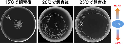 線虫の温度走性