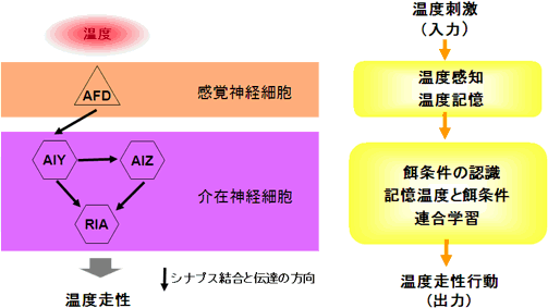 温度走性の神経回路