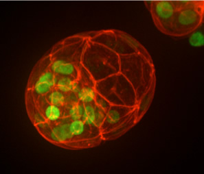 Nanogタンパク質の局在が緑、アクチン繊維が赤で染まっているマウス胚盤胞（受精後4日目胚）。胚盤胞における細胞分化の例。緑色に染まっているタンパク質は、将来体になる内部細胞塊に局在する