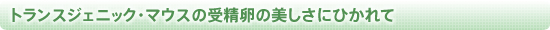 トランスジェニック・マウスの受精卵の美しさにひかれて