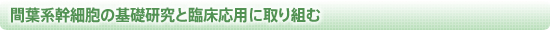 間葉系幹細胞の基礎研究と臨床応用に取り組む