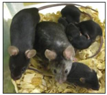 実験で使う遺伝子改変マウス