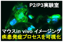 蛍光イメージングで解析する