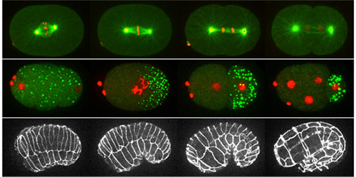 線虫胚発生過程。上段：線虫受精卵の最初の細胞分裂。中段：生殖顆粒（緑）の生殖細胞系列への分配。下段：形態形成過程における表皮細胞の変形