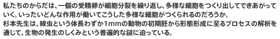 私たちのからだは、一個の受精卵が細胞分裂を繰り返し、多様な細胞をつくり出してできあがっていく。いったいどんな作用が働いてこうした多様な細胞がつくられるのだろうか。杉本先生は、線虫という体長わずか1mmの動物の初期胚から形態形成に至るプロセスの解析を通じて、生物の発生のしくみという普遍的な謎に迫っている。