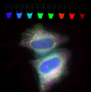 蛍光タンパク質のカラーバリアントとそれらを用いた生細胞イメージングの例