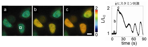 Nano-lanternをもとにしたカルシウムセンサーによる細胞内カルシウムイメージング