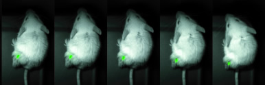Nano-lanternによるマウス体内に存在する癌組織のリアルタイム可視化
