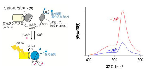 Nano-lanternをもとにしたカルシウムセンサーCaMはカルシウム結合タンパク質。M13はカルシウムと結合したCaMと複合体を形成するペプチド