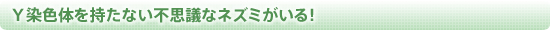 Ｙ染色体を持たない不思議なネズミがいる！ 